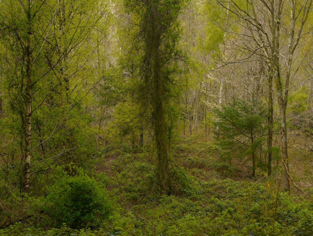 Forårsskov / Spring forest, Blomeskobbel