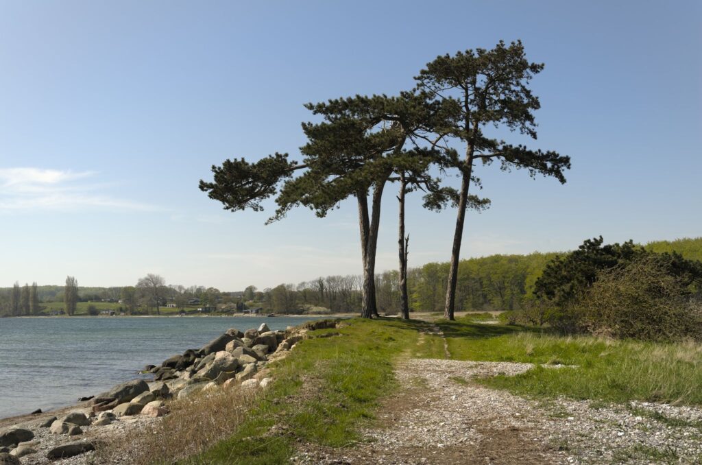 Fyrretræer på Trillen, Als / Pines on Trillen, Als