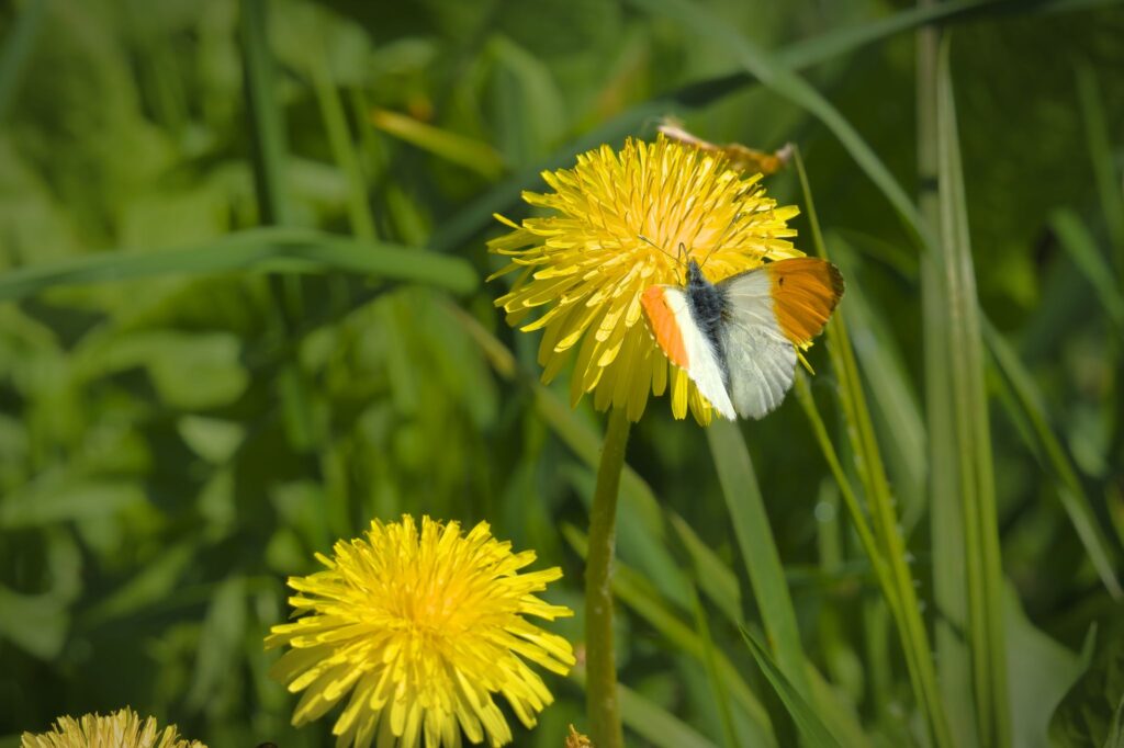 Aurora, han / male (Anthocharis cardamines)