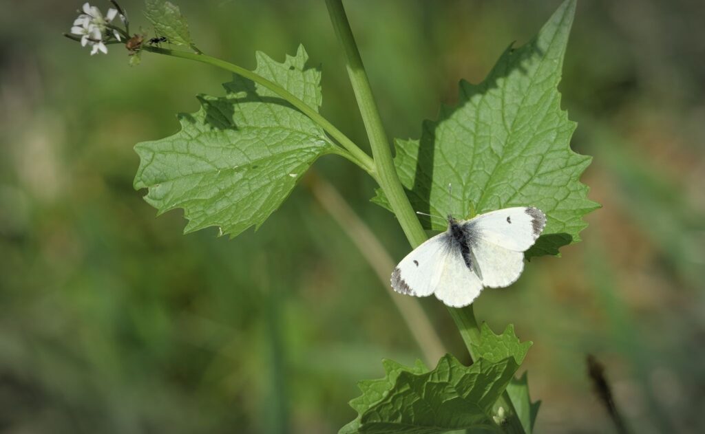 Aurora, hun / female (Anthocharis cardamines)