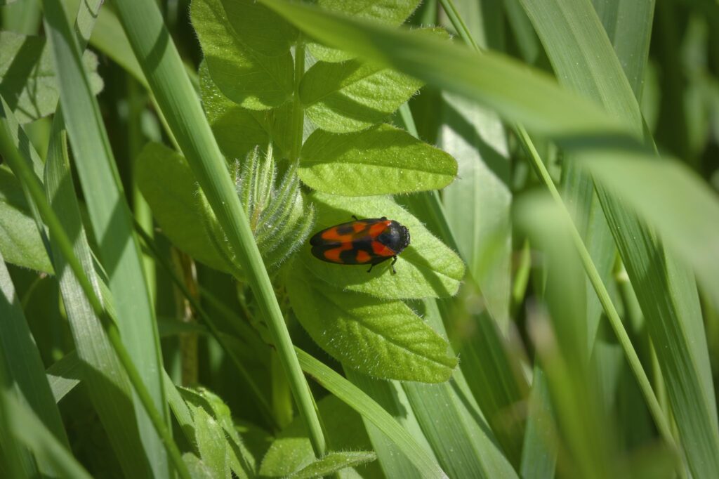 Blodcikade / Black-and-red froghopper (Cercopis vulnerata)