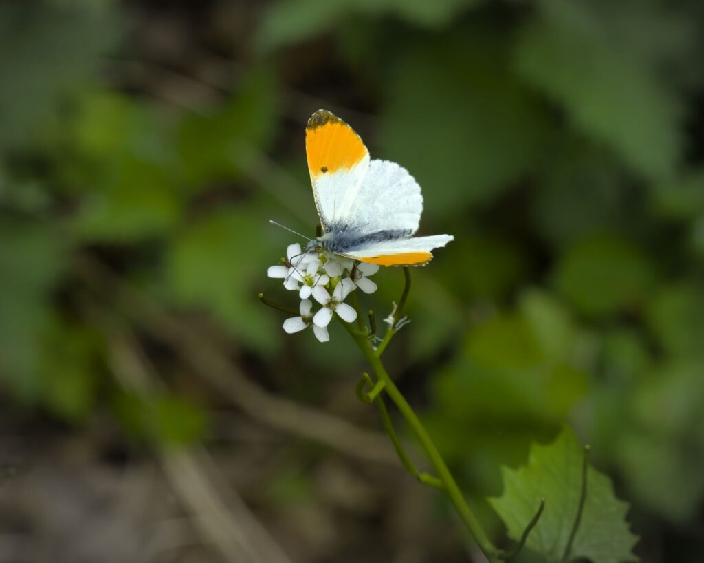 Aurora, han / male (Anthocharis cardamines)