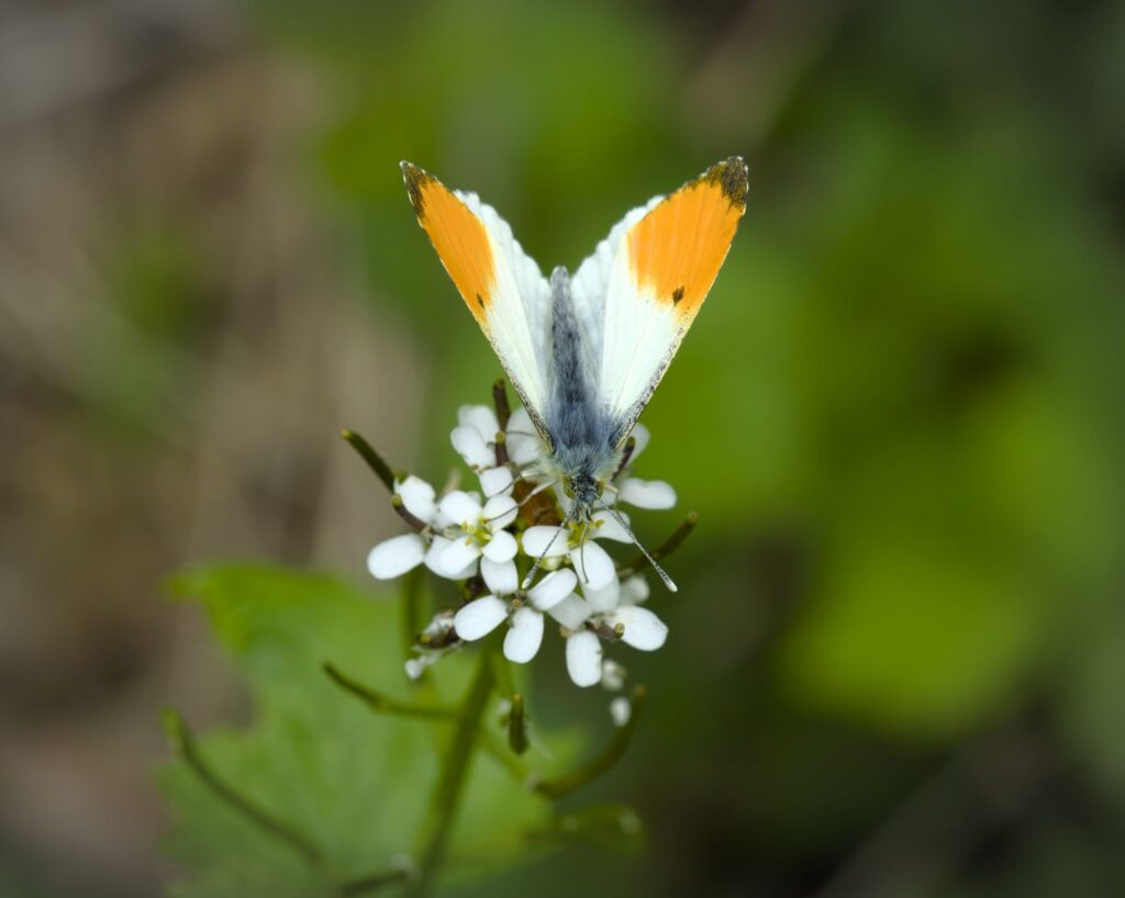Aurora, han / male (Anthocharis cardamines)