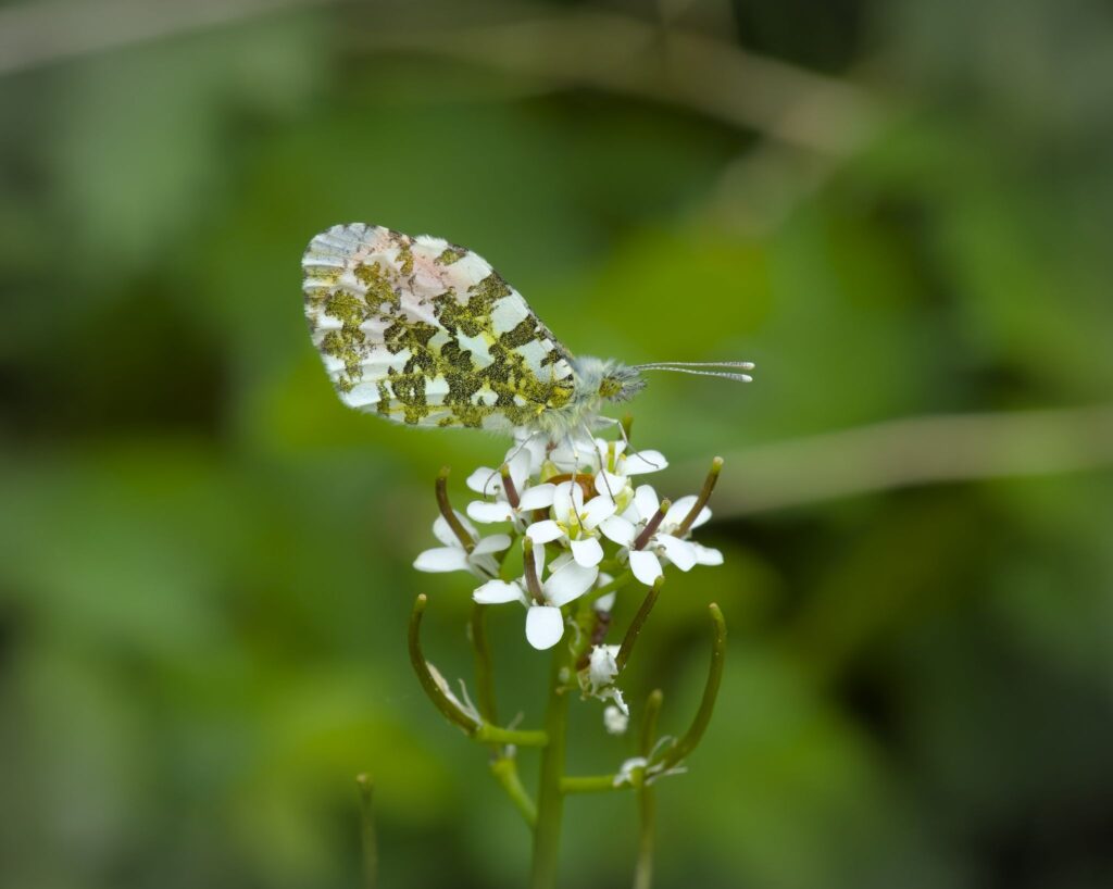 Aurora, han / male (Anthocharis cardamines)
