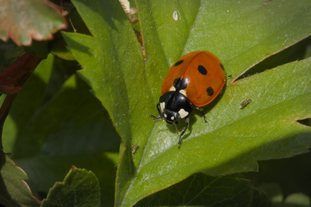 Mariehøne / Ladybird (Coccinella septempunctata)