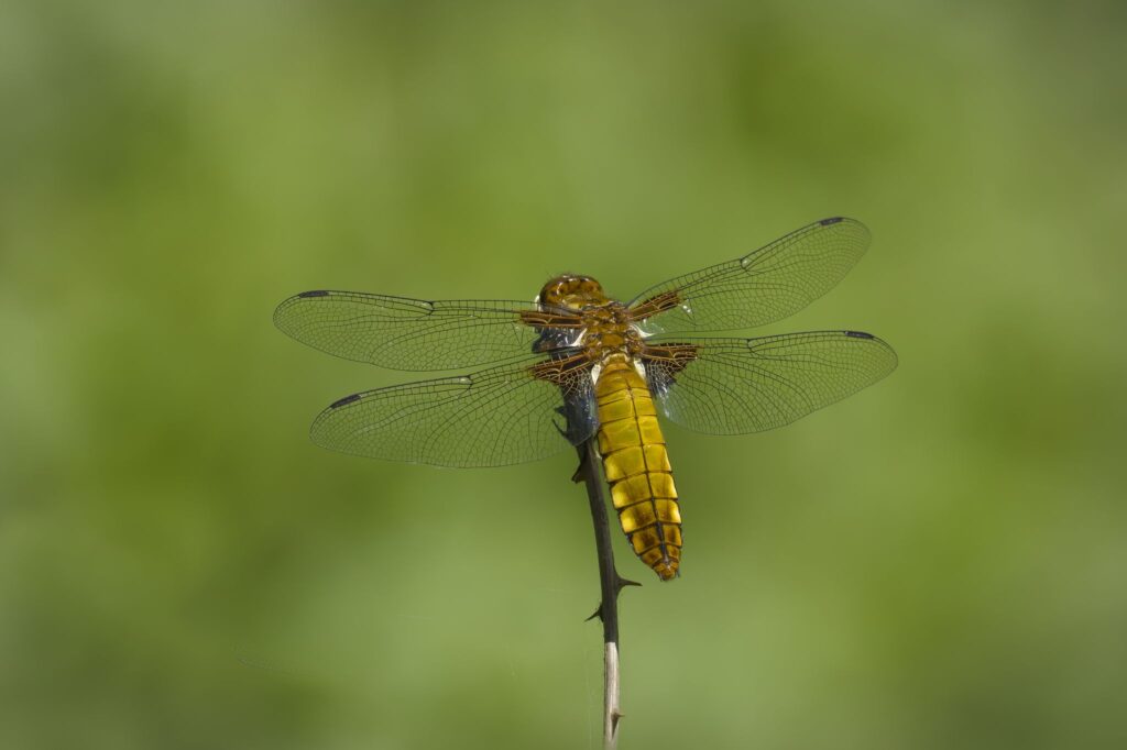Blå libel / Broad-bodied chaser (Libellula depressa)