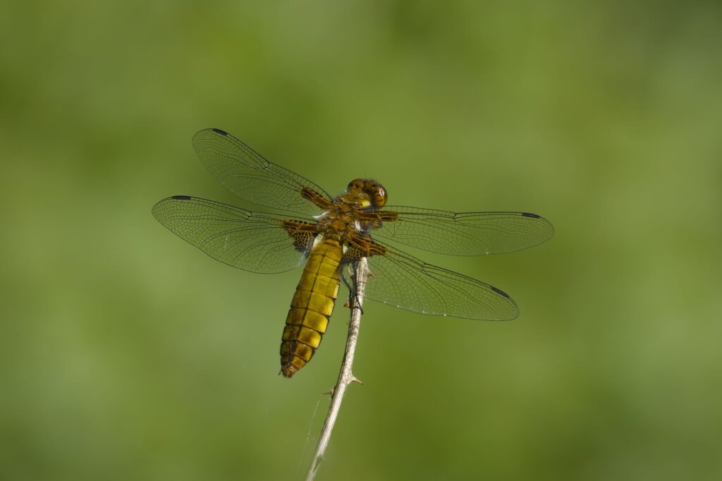 Blå libel / Broad-bodied chaser (Libellula depressa)