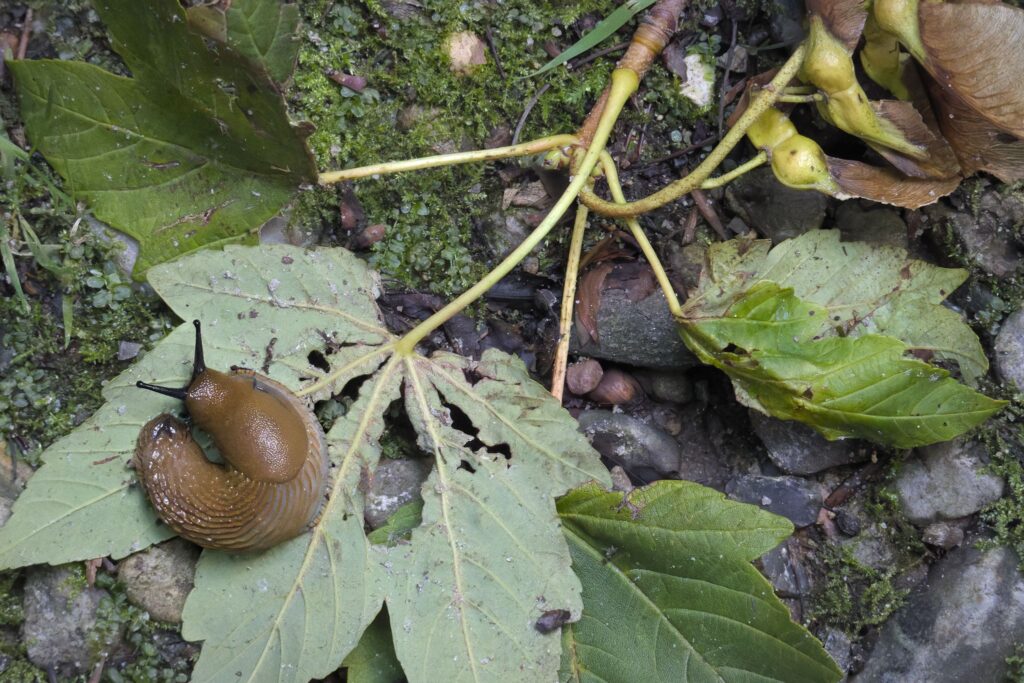 Spansk skovsnegl / Spanish slug (Arion vulgaris el. Arion lusitanicus) Spansk skovsnegl / Spanish slug (Arion vulgaris el. Arion lusitanicus)