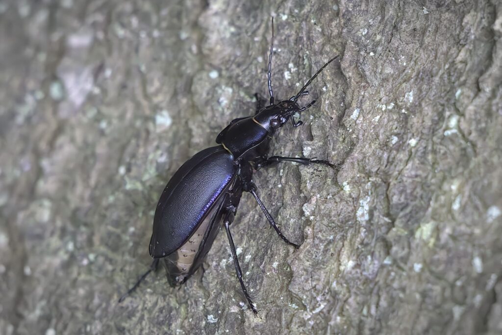 Læderløber / (Carabus coriaceus)