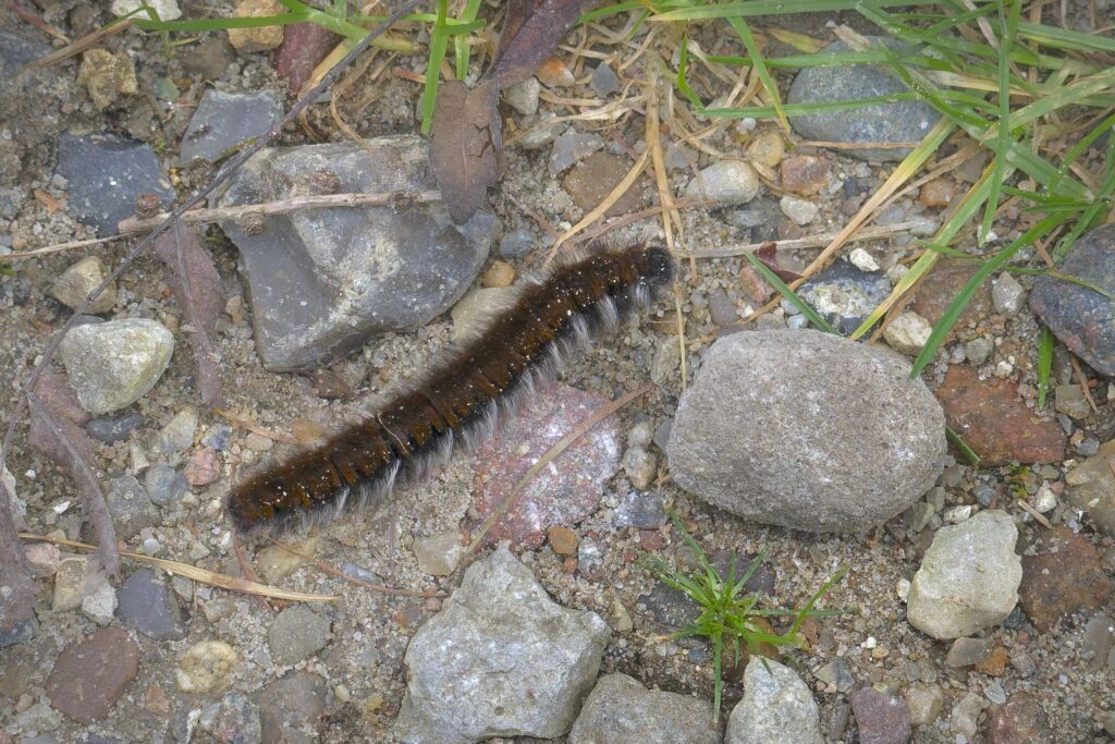 Brombærspinder-larve / Fox Moth caterpillar (Macrothylacia rubi)