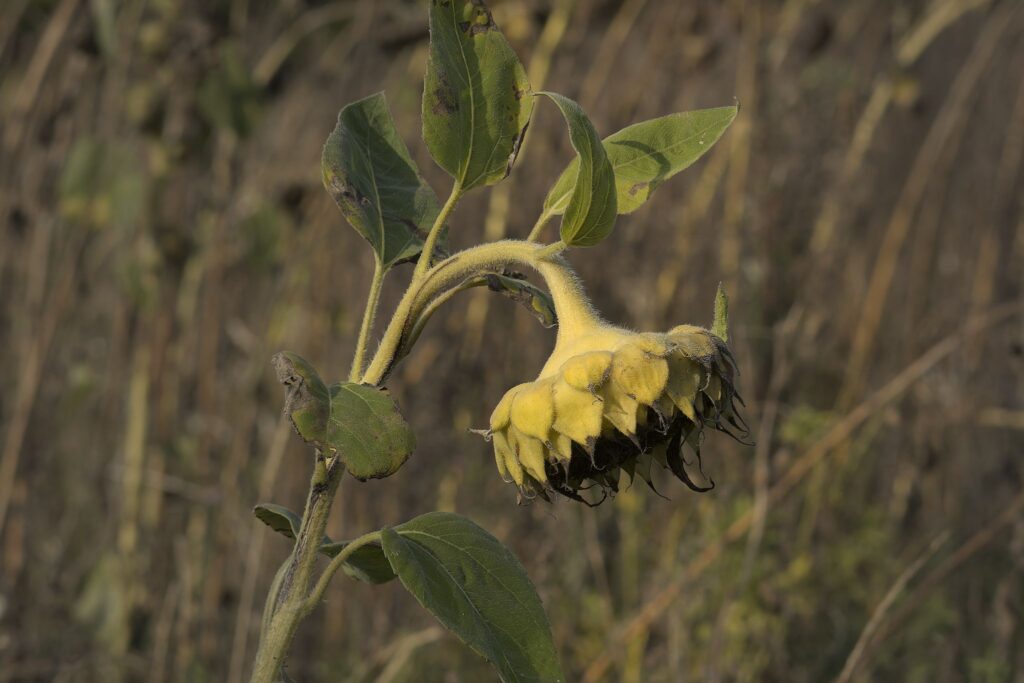Sidste rest af sol / Last remaining sun. Solsikkens former og detaljer er stadig smukke mod slutningen. / The sunflower's shapes and details are still beautiful towards the end.