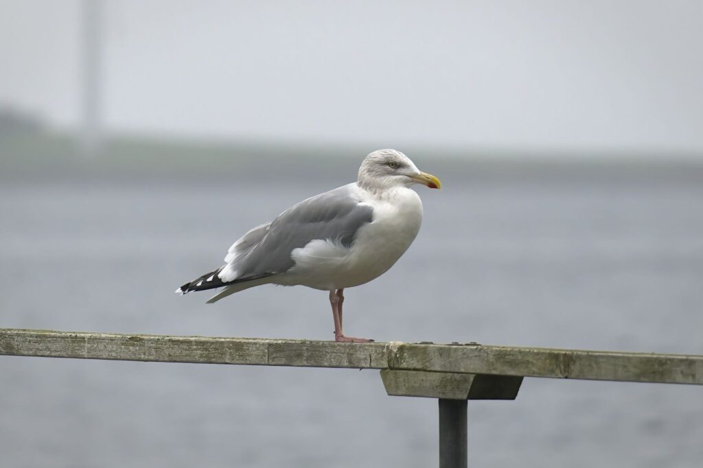 Sølvmåge / Herring gull (Larus argentatus)