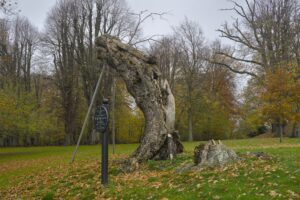 Træer og buske / Trees & bushes
