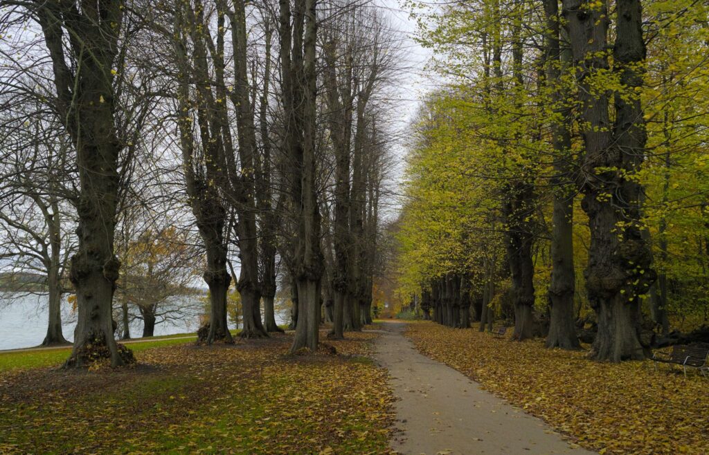 Første Allé / First Avenue, e