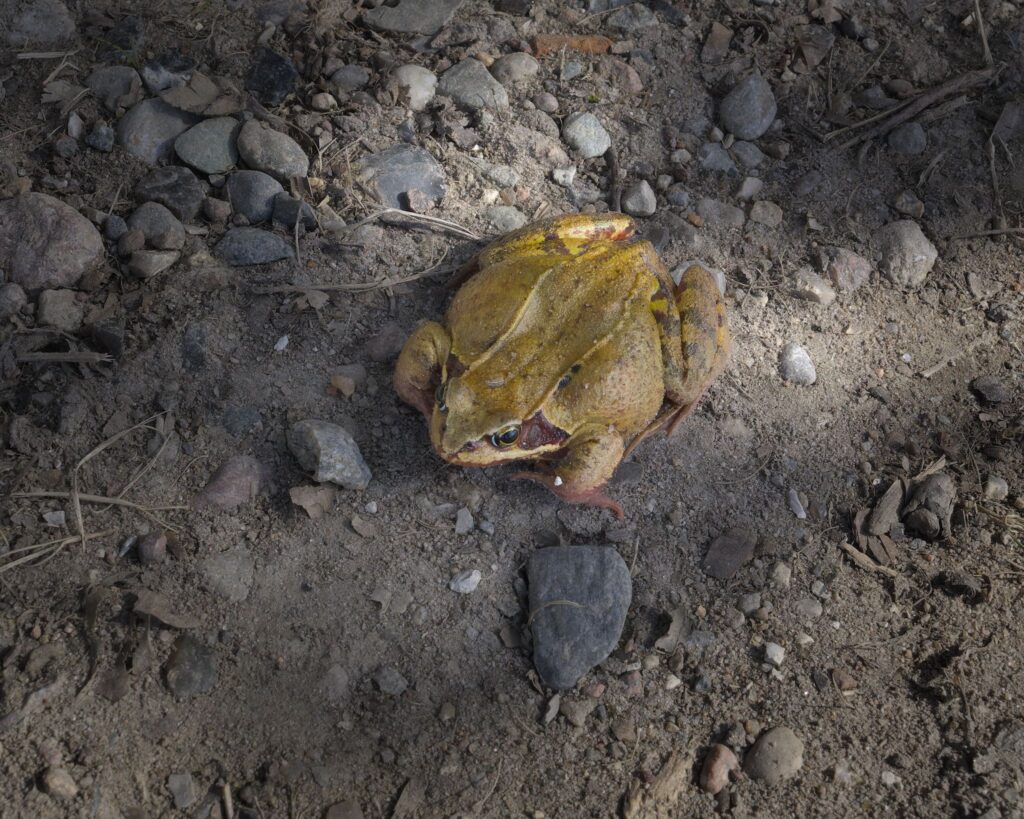 Butsnudet frø, hun / Grass frog or Common frog, female (Rana temporaria)