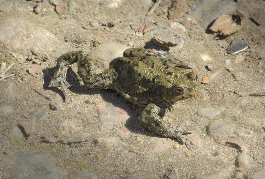 Skrubtudse / Common toad (Bufo bufo)