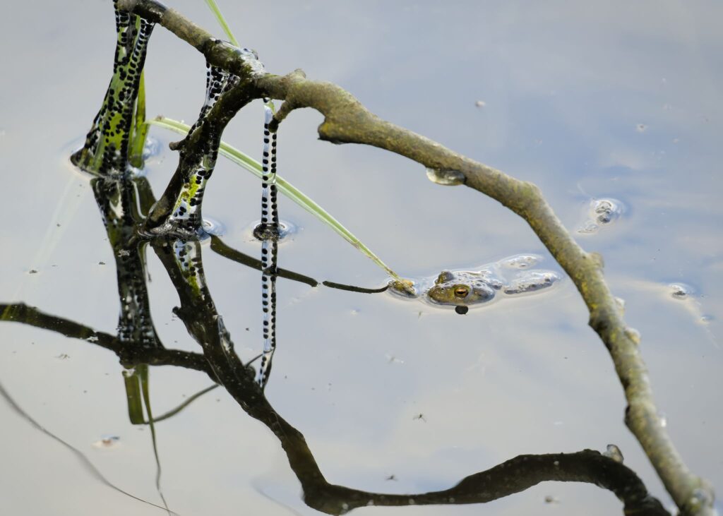 Skrubtudse med æg / European toad with eggs (Bufo bufo)