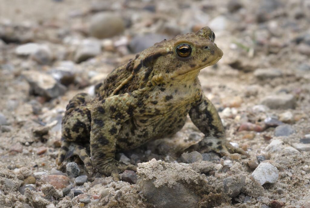 Skrubtudse / Common toad (Bufo bufo)