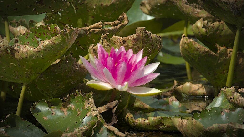 Åkande - Nøkkerose / Water lily (Nuphar lutea)