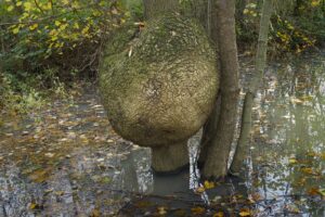Træer og buske / Trees & bushes