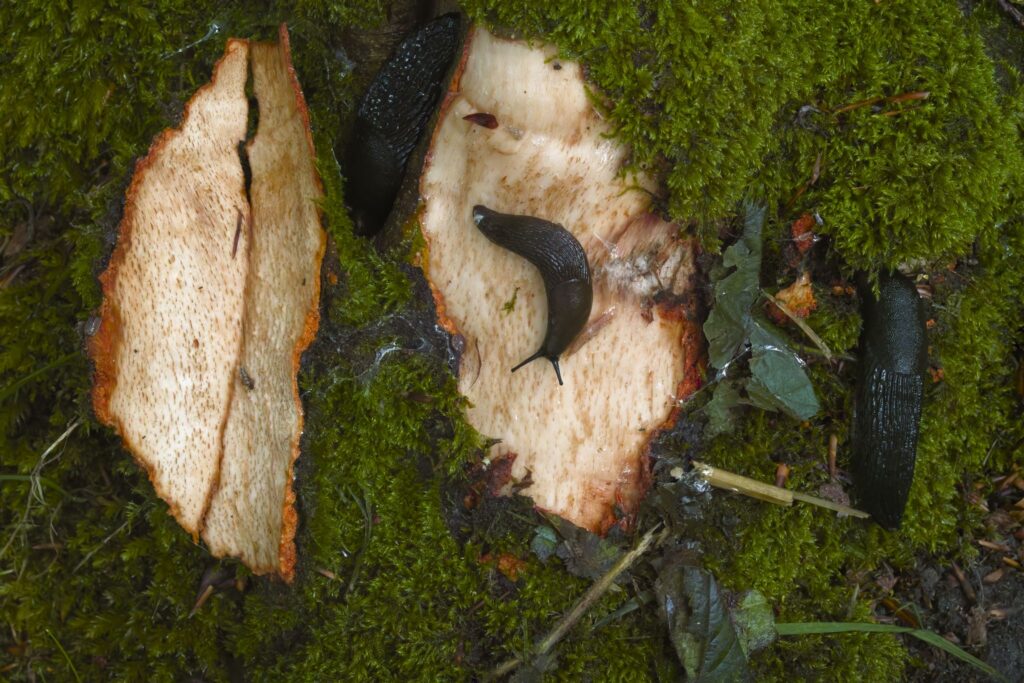Sort skovsnegl / Black slug (Arion ater) Sort skovsnegl / Black slug (Arion ater)