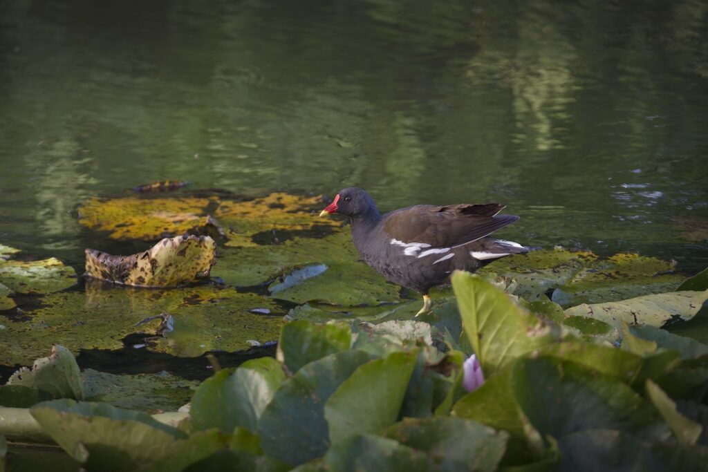Grønbenet rørhøne / Common moorhen (Gallinula chloropus)