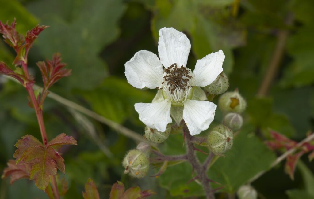 Almindelig brombær / Blackberry (Rubus plicatus)