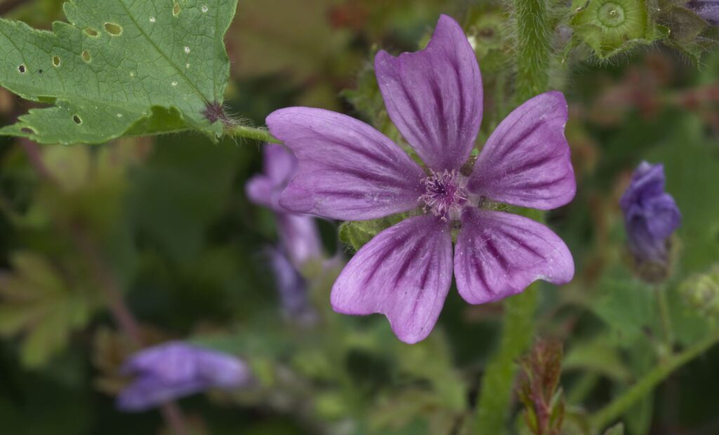 Almindelig katost / Common mallow (Malva sylvestris)