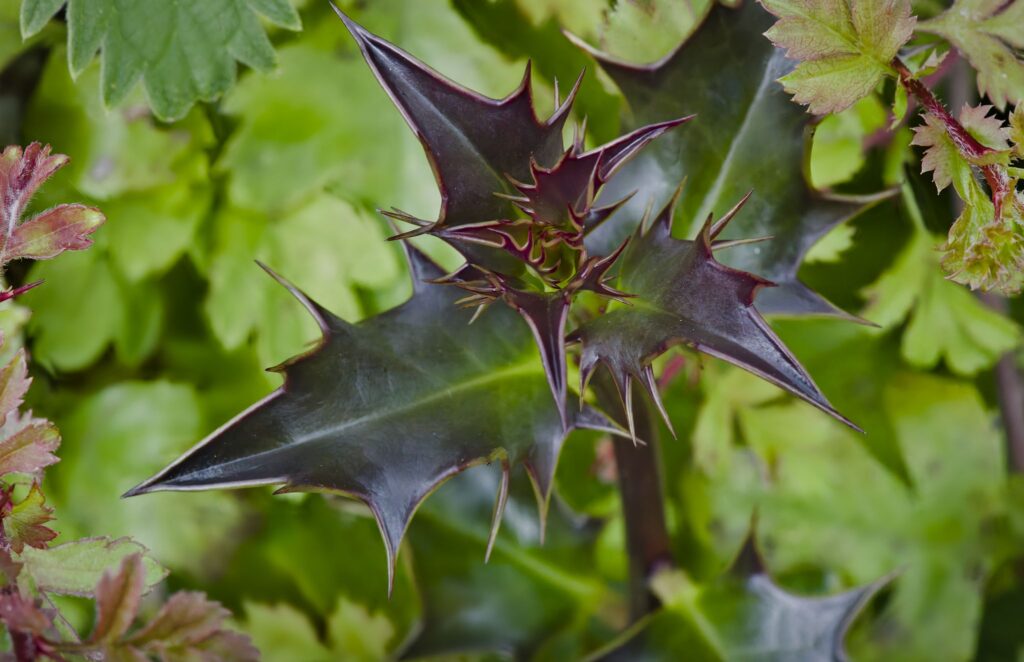 Kristtjørn / Common holly (Ilex aquifolium)
