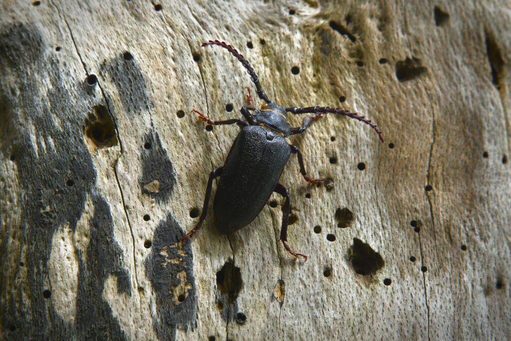 Garver / The tanner (Prionus coriarius)