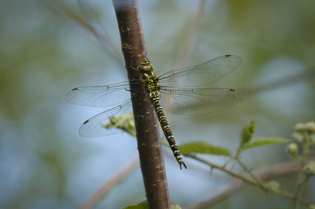 Blå mosaikguldsmed / Southern Hawker (Aeshna cyanea)