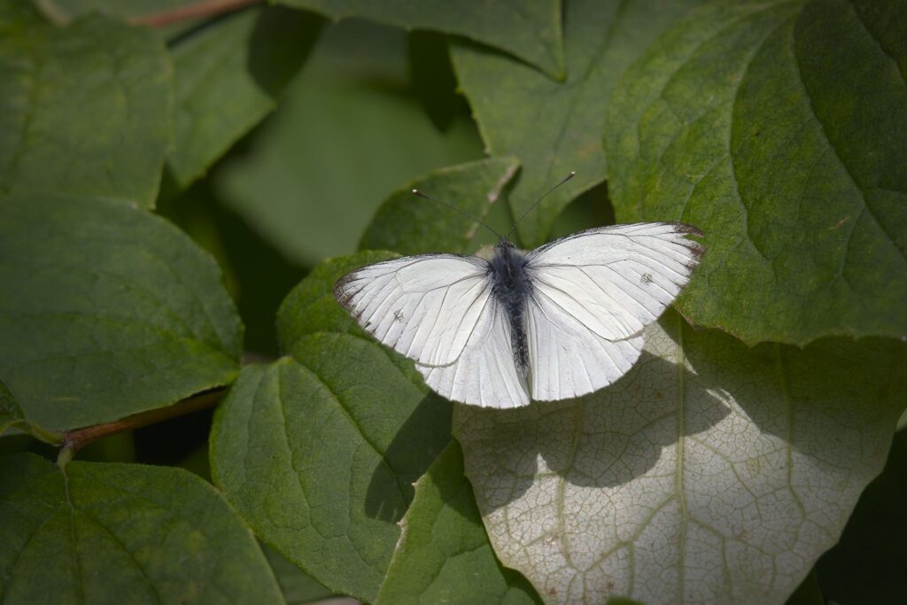 Lille kålsommerfugl / Small cabbage white (Pieris rapae)