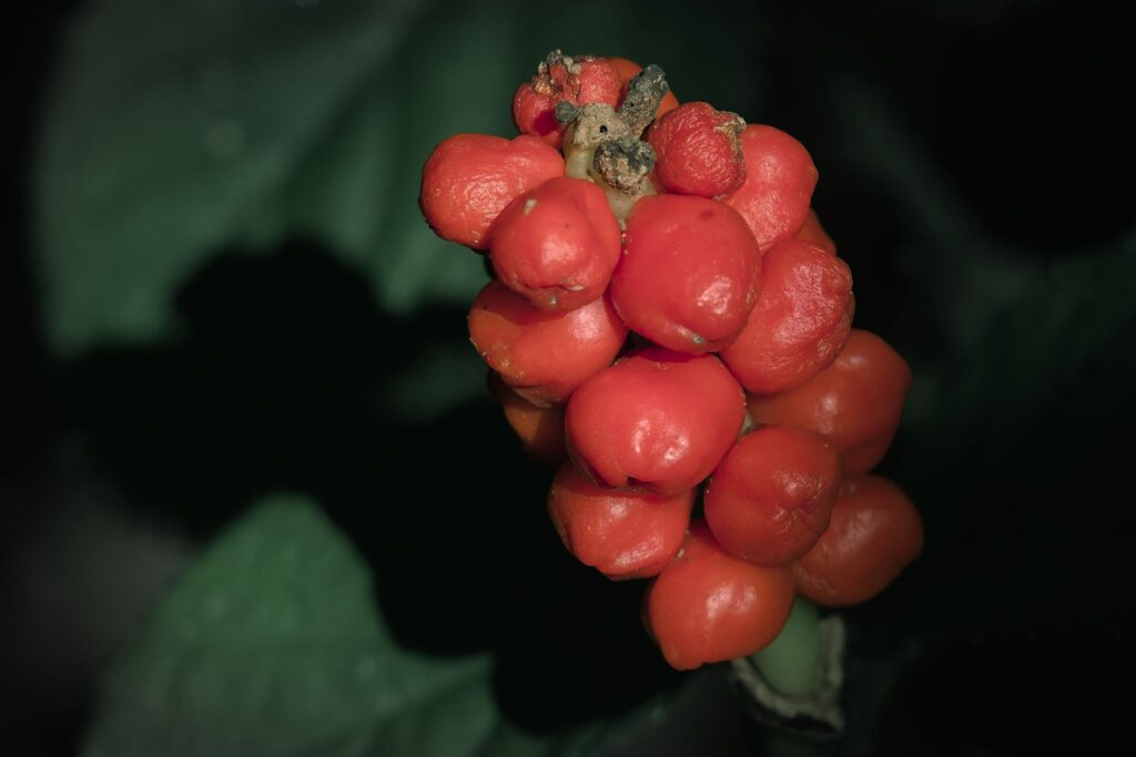 Arum, Italiensk ingefær / Italian ginger (Arum italicum)