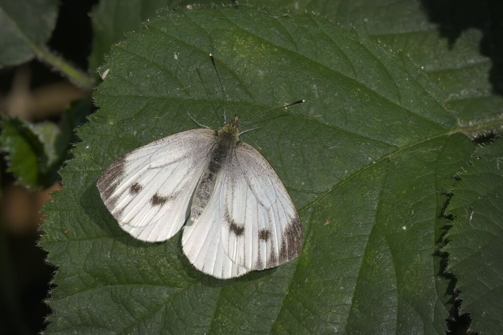 Stor kålsommerfugl / Large cabbage (Pieris brassicae)