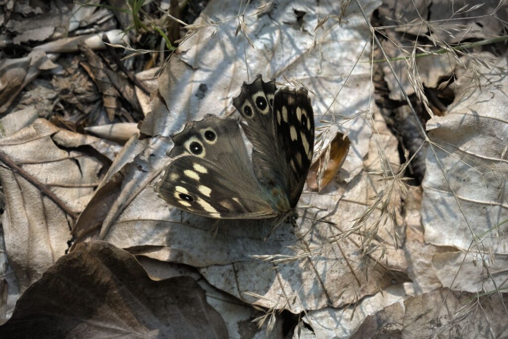 Skovrandøje / Speckled wood (Pararge aegeria)