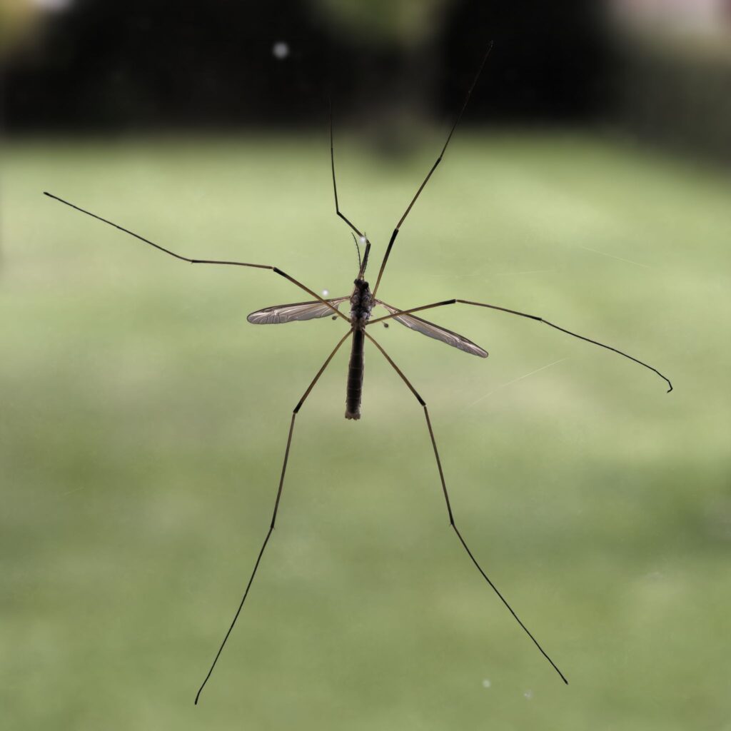 Stankelben / Tipulidae