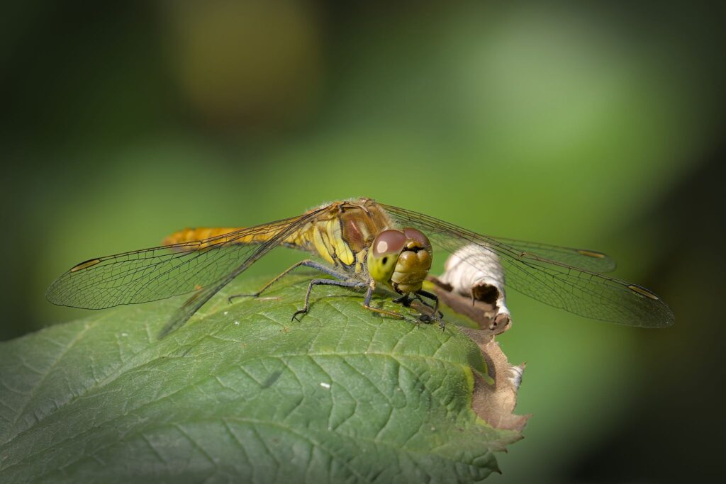 Almindelig hedelibel / Vagrant Darter (Sympetrum vulgatum)