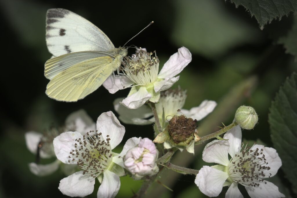 Stor kålsommerfugl, hun / Large cabbage, female (Pieris brassicae)
