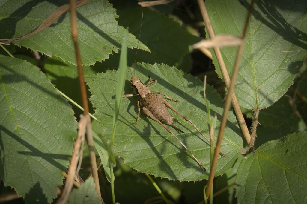 Buskgræshoppe, hun / Dark bush-cricket, female (Pholidoptera griseoaptera)