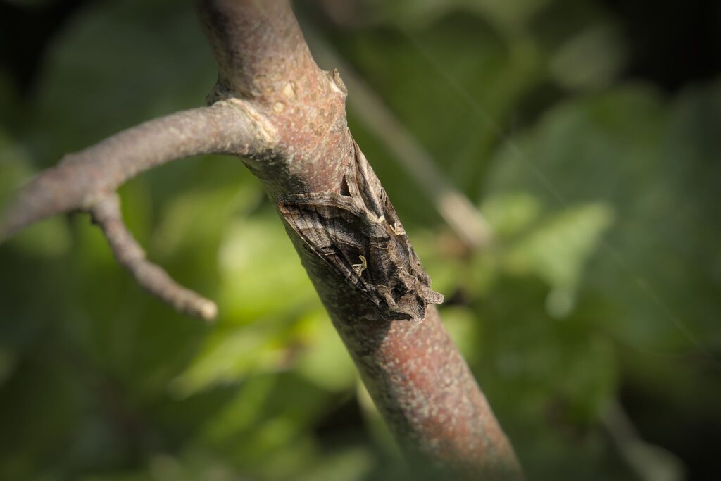 Gammaugle / Silver y (Autographa gamma)