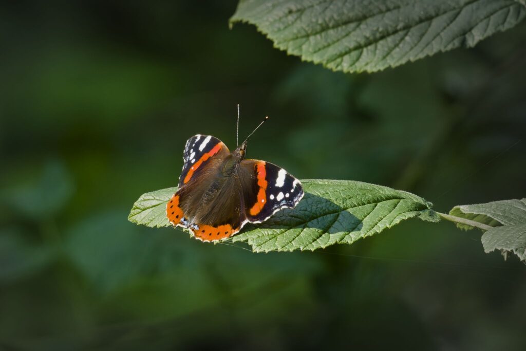 Admiral sommerfugl / Admiral butterfly (Vanessa atalanta)