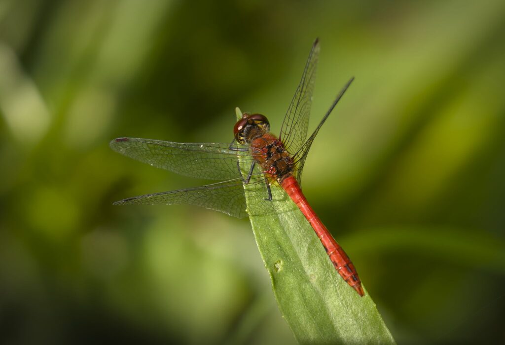 Blodrød hedelibel / Ruddy darter (sympetrum sanguineum)