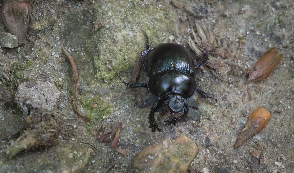 Skovskarnbasse / Dor beetle (Anoplotrupes stercorosus)