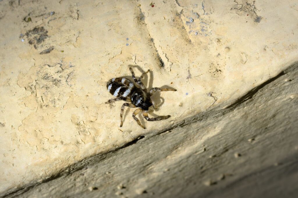 Almindelig Zebraedderkop / Zebra spider (Salticus scenicus)