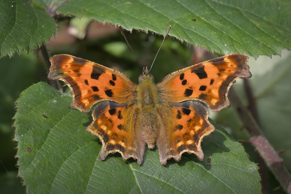 Det hvide c / The comma (Polygonia c-album)