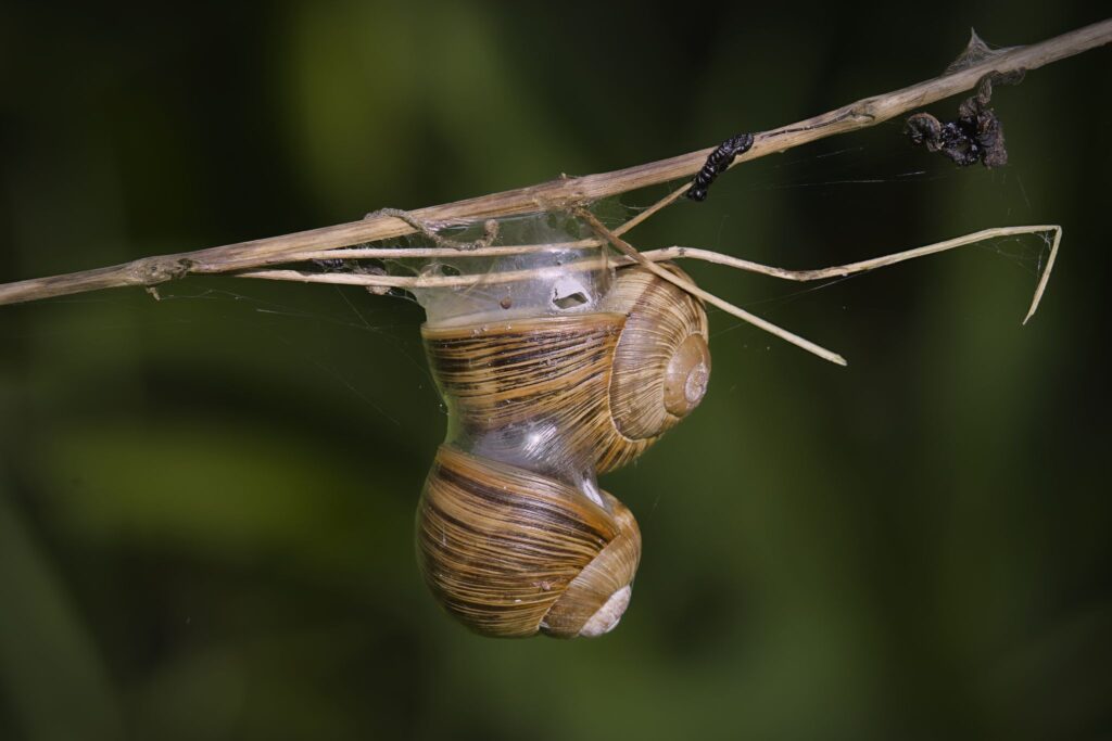 Vinbjergsnegl / Roman snail (Helix pomatia) Vinbjergsnegl / Roman snail (Helix pomatia)