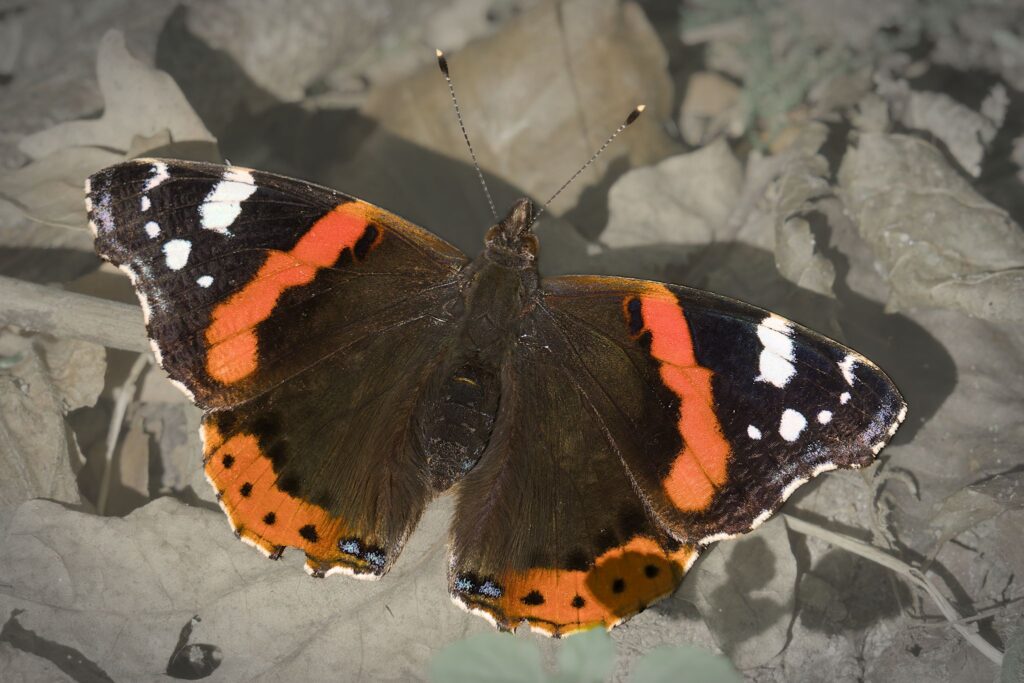 Admiral sommerfugl / Admiral butterfly (Vanessa atalanta)